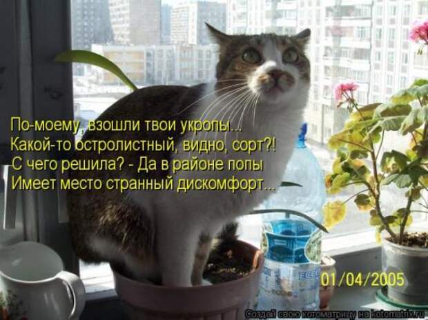 Котоматрицы(картинки с надписями)