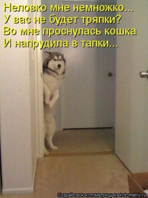 Котоматрица, прикольные коты с надписями.