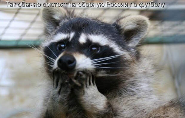 Смешные животные из КотоМатрицы (49 шт.)