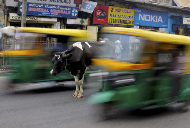 Корова на оживленной дороге в Бангалоре, Индия
