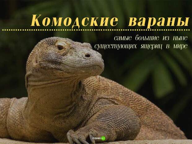 Мужики не нужны: 10 примеров из живой природы Зачатие, без самцов, живая природа, партеногенез, потомство