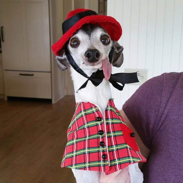 Zappa dog, двойник Сида из Ледникового периода, собака Заппа, собака с высунутым языком
