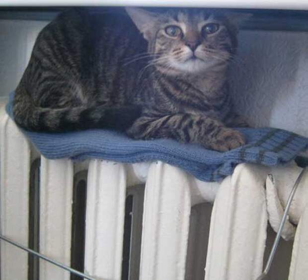 Кошки на батарее (6)