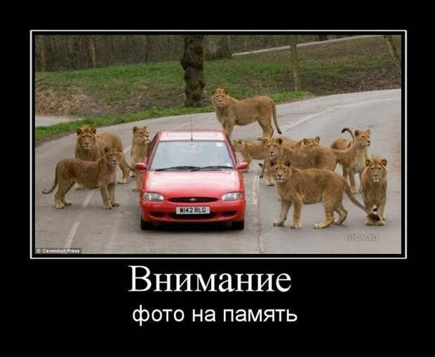 Демотиваторы про животных демотиваторы, животные, прикол, юмор