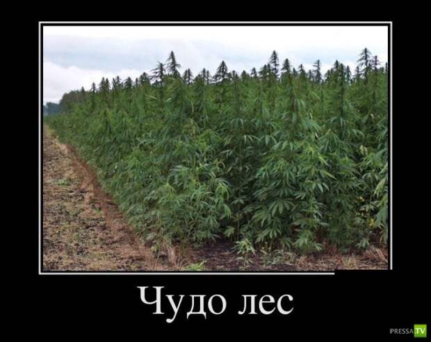 Демотиваторы на сентябрь 6, (30 фото) Демотиваторы на сентябрь 6, (30 фото)