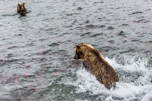 Медвежья рыбалка на заповедном кордоне 