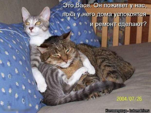 Котоматрицы (картинки с надписями)