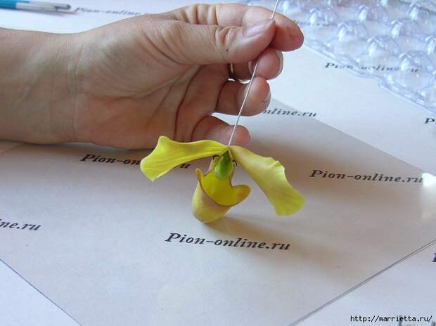 Орхидея Леди Слиппер из полимерной глины. Мастер-класс (57) (640x479, 164Kb)