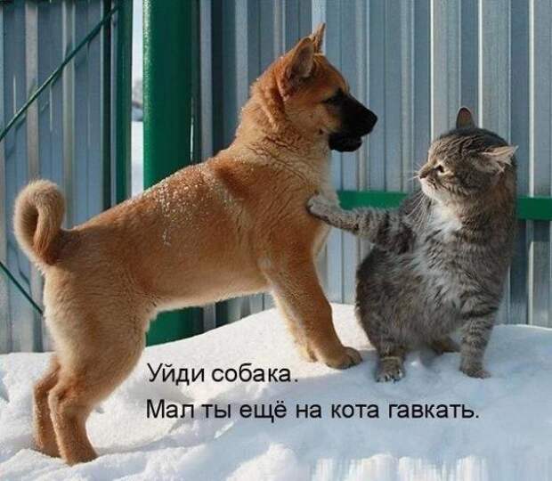 Картинки, юмор, приколы