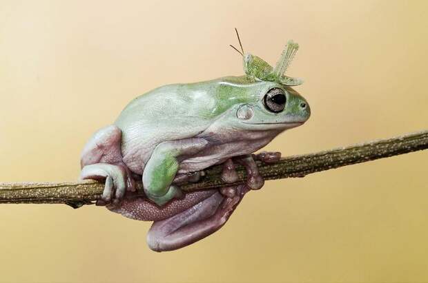 Mandatory Credit: Photo by Andri Priyadi/Solent News/REX Shutterstock (4271985c) A grasshopper climbs over a frog on a branch Grasshopper climbs over frog's head and body, Tangerang, Indonesia - Oct 2014 *Full story: http://www.rexfeatures.com/nanolink/poxb A cheeky little grasshopper couldn't go round a frog because the branch they were on was too thin - so he surprised him by going over instead. The 7cm-long frog stared out the insect as it got up close and personal to him on the thin branch. But the 1.5cm grasshopper simply jumped onto his back and made his way across to the other side. The moment was captured on camera by 29-year-old Andri Priyadi near his backgarden in Tangerang, Indonesia. Andri likes to spend his spare time photographing his pet frog, which is a tree frog known as a 'dumpy frog'. He said: "I like taking my frogs to play in the yard so I go there often. "My favourite picture is the one of them looking at each other because I bet the frog didn't expect the grasshopper to climb over him".