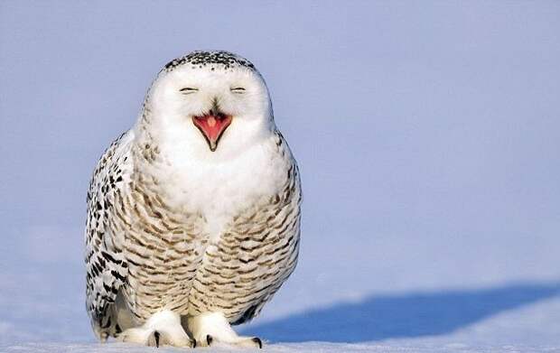 1355776586_dancing_owl_03 (634x400, 40Kb)