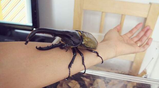 6. Жук-геркулес (Hercules beetle) животные, факты