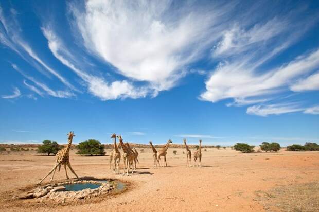 Пустыня Калахари, "Kalahari" (22 фотографии)