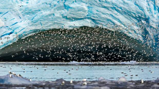 Через минуту - все спокойно, чайки летают вновь размеренно и чинно в ожидании новых обвалов льда.