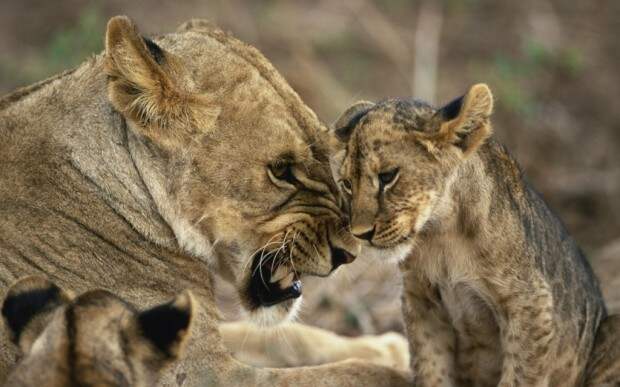 Львы (лат. Panthera leo) (англ. Lions)