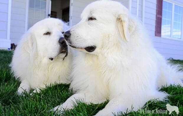 Meet the Giants: Great Pyrenees