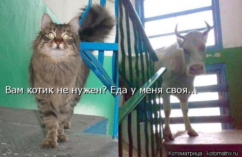 Еженедельная котоматрица (26 фото)