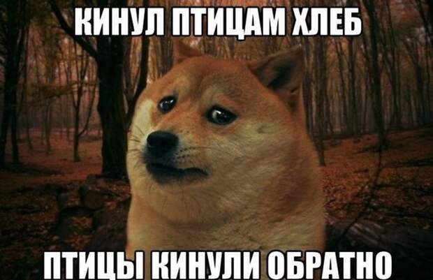 Смешные картинки с подписями катинки, прикол, юмор