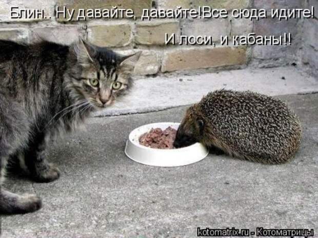 Новая котоматрица (28 фото)
