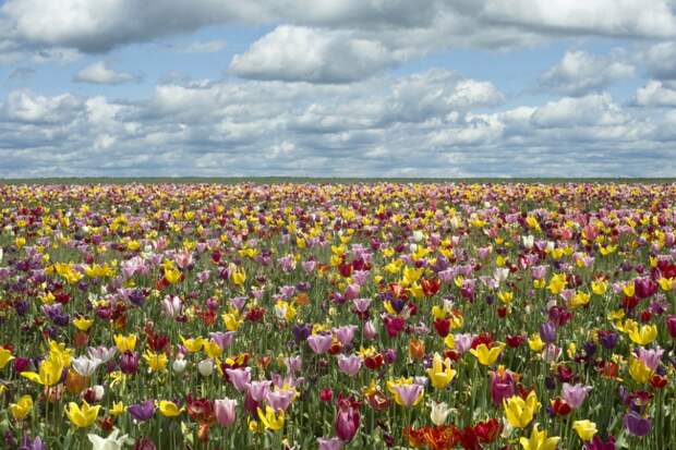20-places-on-the-planet-which-become-more-colorful-when-spring-comes-artnaz-com-5