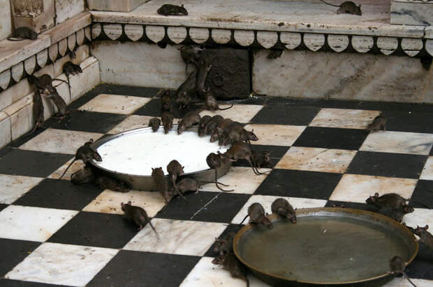 bikaner-images-photos-50c053d0da069d14d464a9df_mini