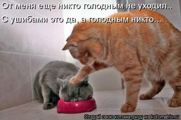 Лучшая котоматрица недели (35 фото)