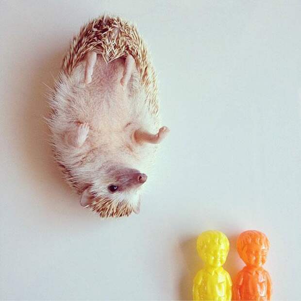 лежачий ёжик
