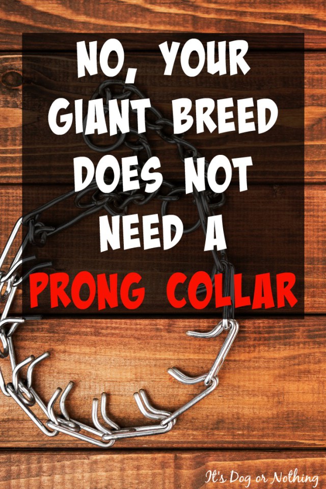 So many people assume that the only way to control a giant breed dog is through force such as a choke or prong collar. There are so many detriments to using such an aversive tool. Thankfully, there are better ways to ensure your dog doesn't pull you down the street.