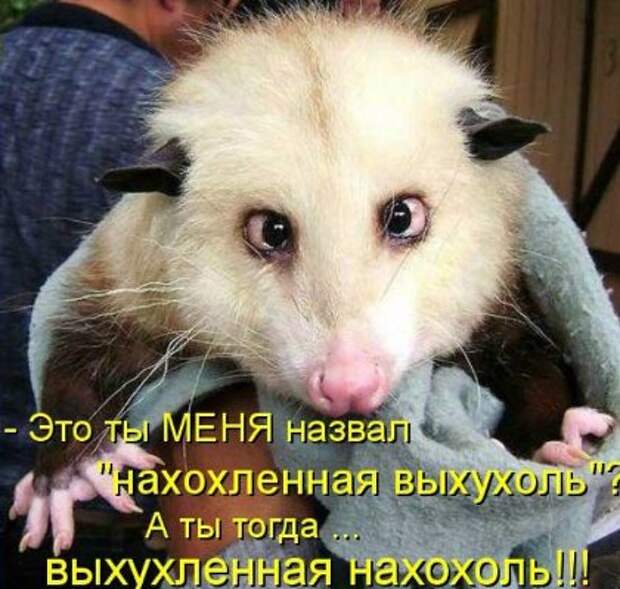 Животные мысли вслух Животные мысли вслух