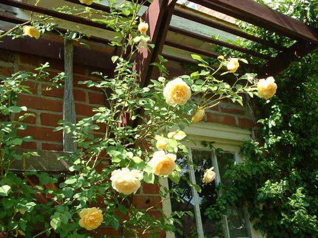 4497432_rosesingardeninspiration51 (600x450, 123Kb)