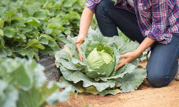 Урожай будет уже в июле: как правильно сажать и поливать капусту