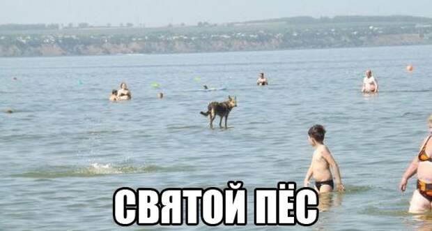 Смешные картинки с подписями  картинки, прикол, юмор
