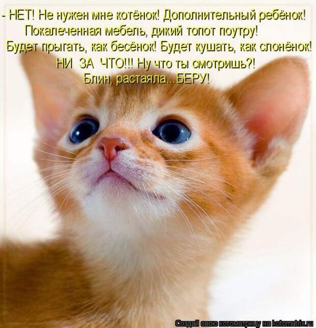 Котоматрицы великолепные, каждая с кусочком позитива и хорошего настроения!!!