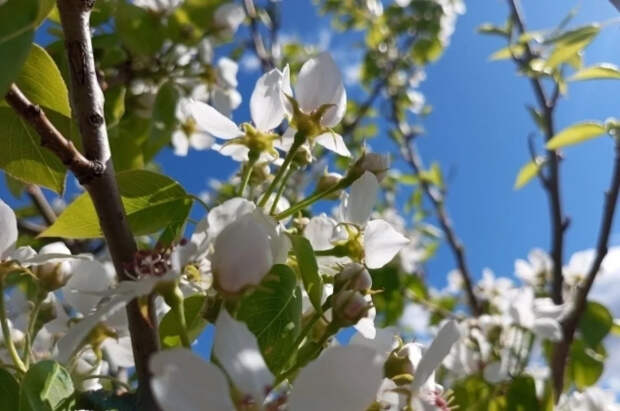 Синоптик Леус: температура воздуха в Москве обновила рекорд