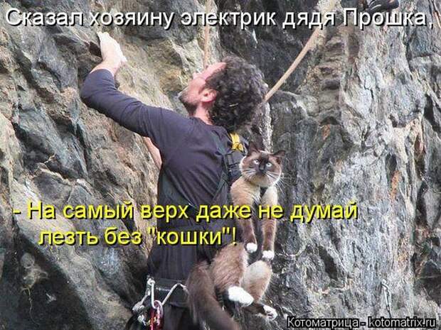 Лучшие котоматрицы недели
