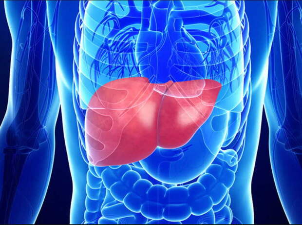 Мягкое очищение печени по Щадилову: если традиционно чистить тяжело