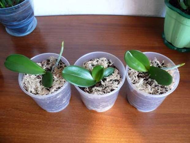Размножение орхидеи фаленопсис детками