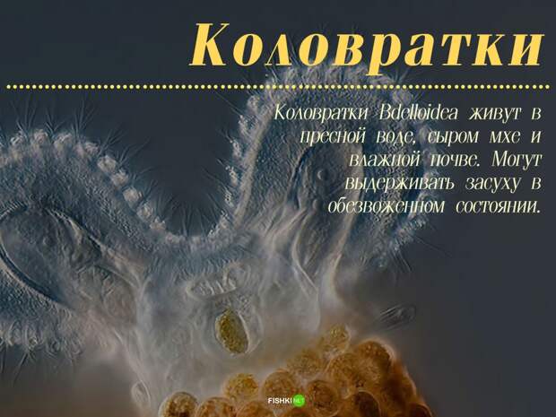 Мужики не нужны: 10 примеров из живой природы Зачатие, без самцов, живая природа, партеногенез, потомство