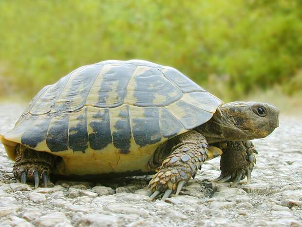 12 невероятных фактов, которые скрывают черепахи под своим панцирем факты, черепаха