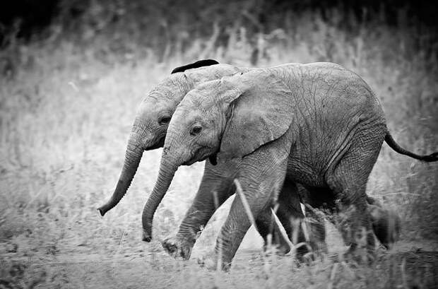 животные близнецы слоники