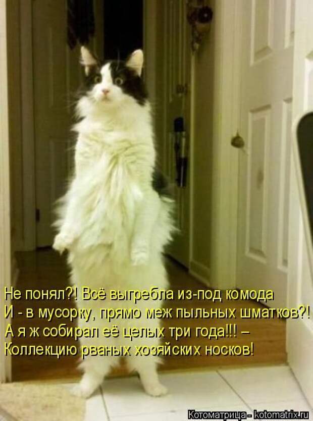 Лучшие котоматрицы недели