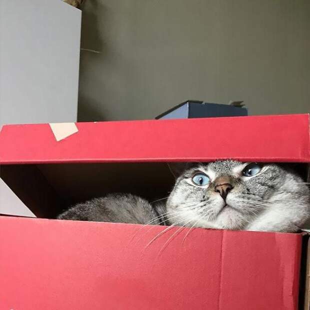 nala cat, кошка Нала, самая популярная кошка инстаграма 