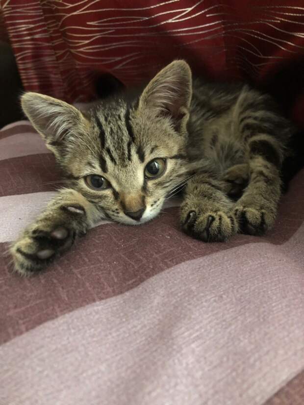помощь котенку полосатый котенок