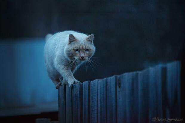 фотографии, природа, животные, national geographic