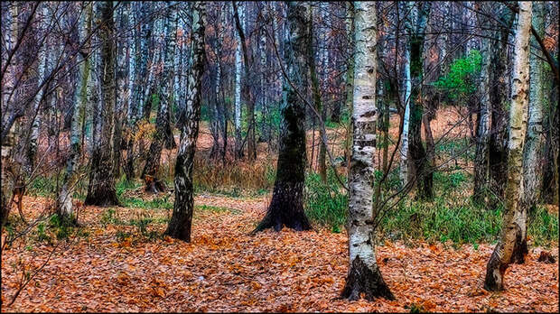 Осенний лес/3673959_1 (700x393, 220Kb)