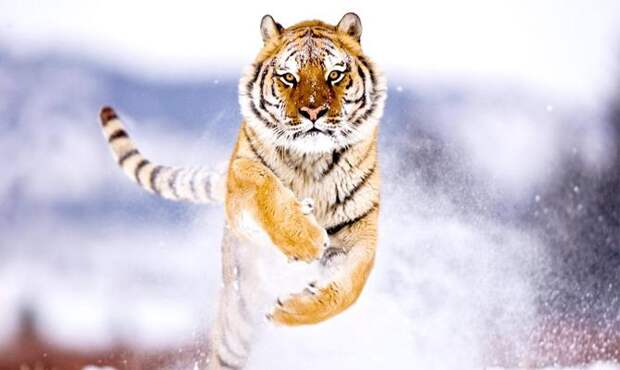тигр бежит, скорость тигра - Интересные факты о тиграх