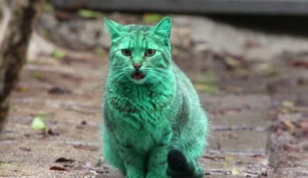Кот изумрудного цвета 