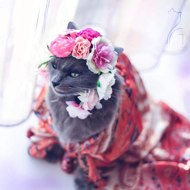 В образе Фриды Кало  история, кошка, модница