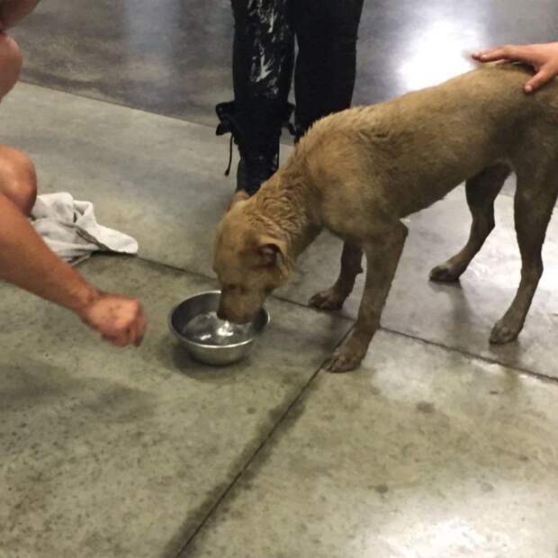 Как спасатели вытаскивали собаку, застрявшую головой в старом колесе (20 фото) Как спасатели вытаскивали собаку, застрявшую головой в старом колесе (20 фото)