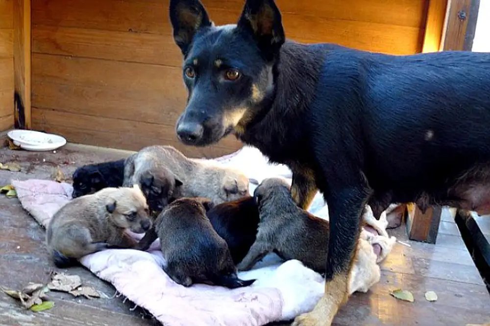 Коррекция поведения собаки. Маленький бездомный щенок. Защитила щенков. Защитила щенков. Мама собака защищает щенков.